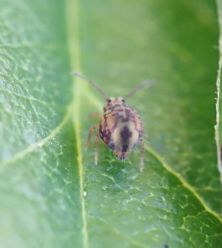 Dicyrtomina ornata